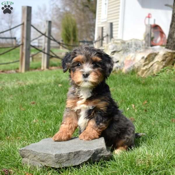 Walker, Mini Bernedoodle Puppy