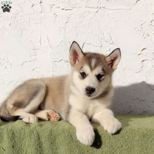 Walnut, Alaskan Malamute Puppy