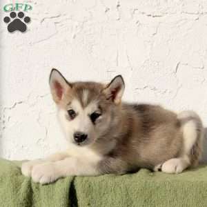 Walnut, Alaskan Malamute Puppy
