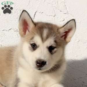 Walnut, Alaskan Malamute Puppy