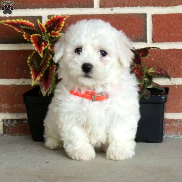 Wanda, Bichon Frise Puppy