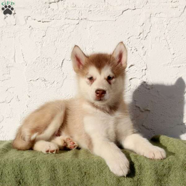 Wanda, Alaskan Malamute Puppy