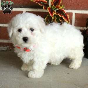 Wanda, Bichon Frise Puppy