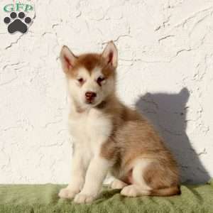 Wanda, Alaskan Malamute Puppy