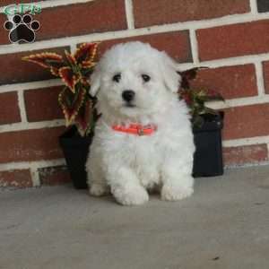 Wanda, Bichon Frise Puppy