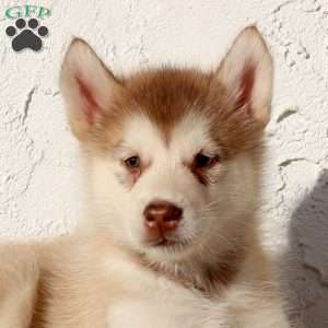 Wanda, Alaskan Malamute Puppy