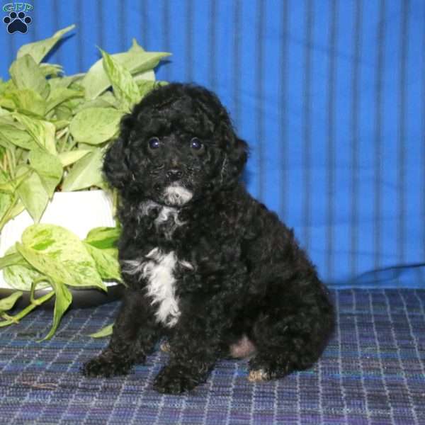 Watson, Miniature Poodle Puppy