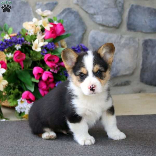 Watson, Pembroke Welsh Corgi Puppy