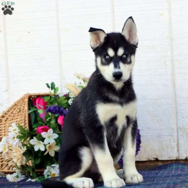 Watson, Siberian Husky Puppy