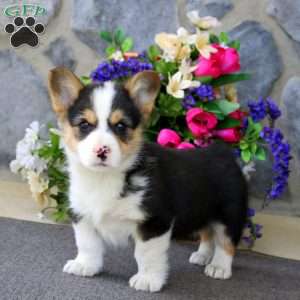 Watson, Pembroke Welsh Corgi Puppy
