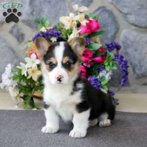 Watson, Pembroke Welsh Corgi Puppy