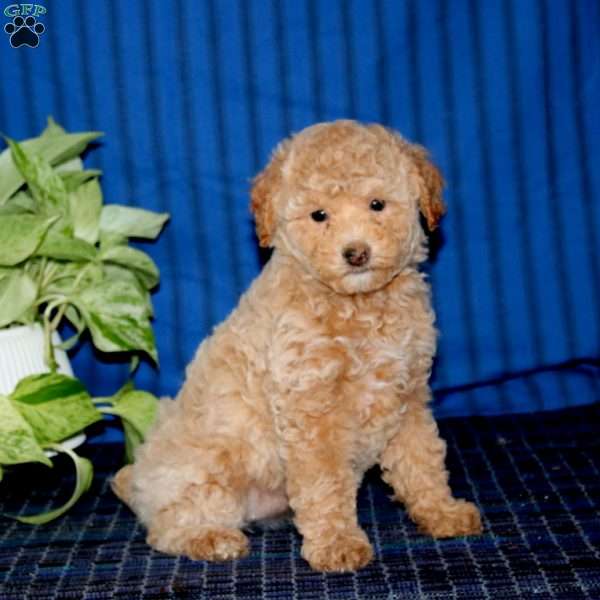 Wendy, Miniature Poodle Puppy