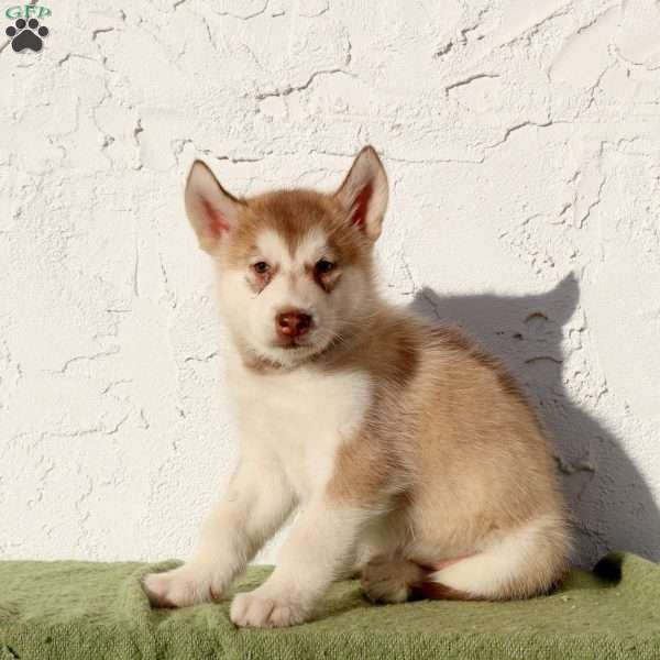 Wesley, Alaskan Malamute Puppy