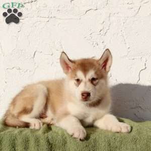 Wesley, Alaskan Malamute Puppy