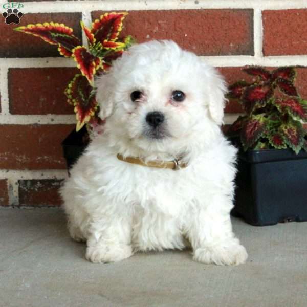 Weston, Bichon Frise Puppy