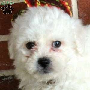Weston, Bichon Frise Puppy