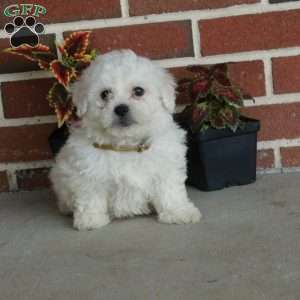 Weston, Bichon Frise Puppy
