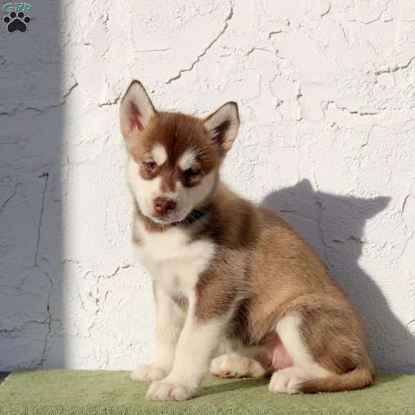 Whimsy, Alaskan Malamute Puppy
