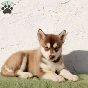 Whimsy, Alaskan Malamute Puppy