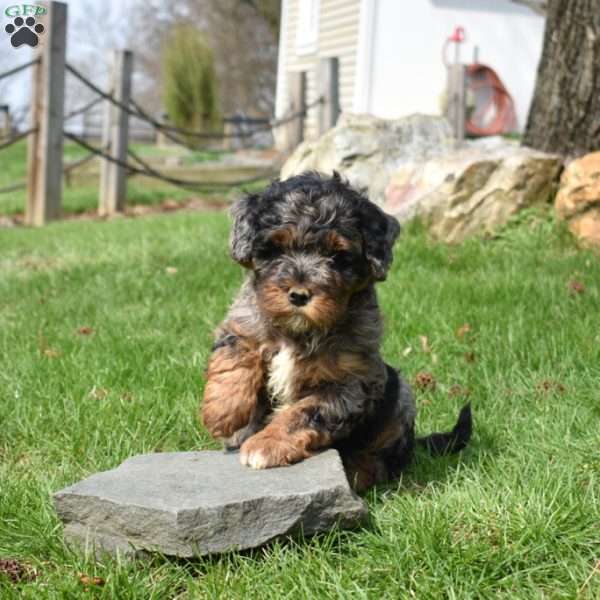 Whiskey, Mini Bernedoodle Puppy
