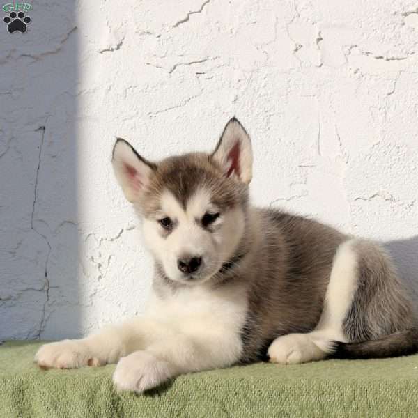 Whisper, Alaskan Malamute Puppy