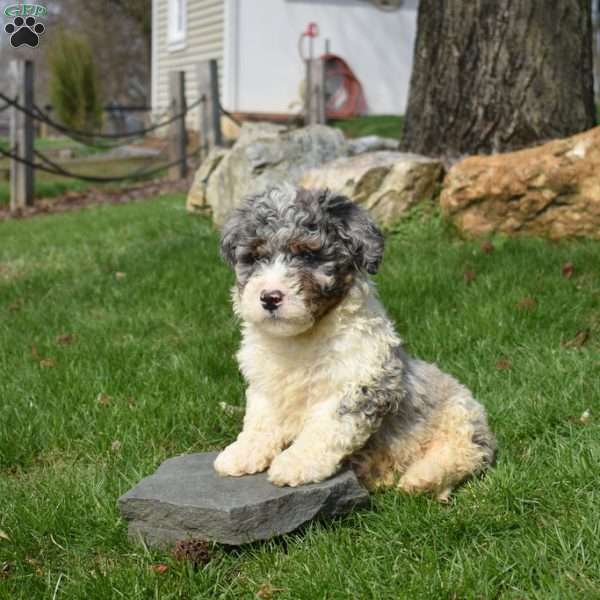 Wiggles, Mini Bernedoodle Puppy