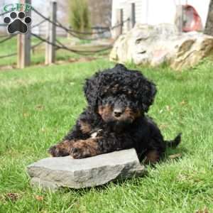 Wilbur, Mini Bernedoodle Puppy