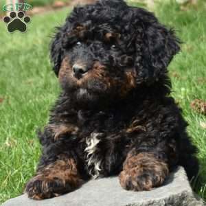 Wilbur, Mini Bernedoodle Puppy