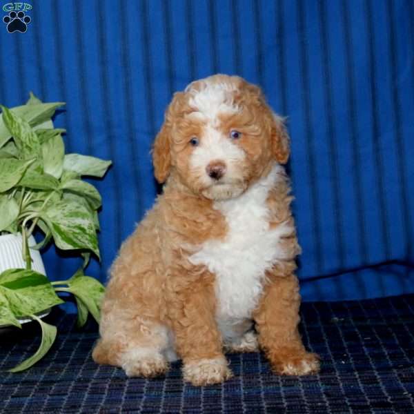 Will, Miniature Poodle Puppy