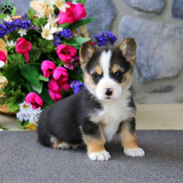 Will, Pembroke Welsh Corgi Puppy