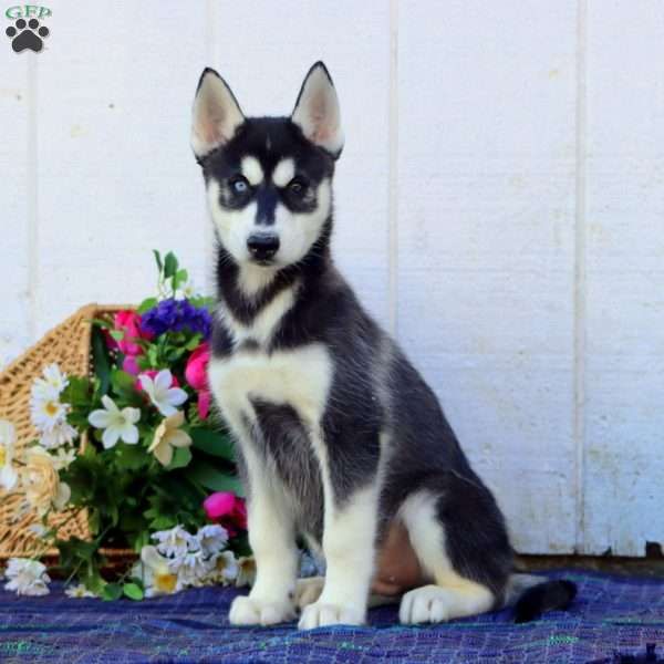 Will, Siberian Husky Puppy