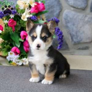 Will, Pembroke Welsh Corgi Puppy