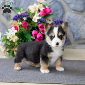Will, Pembroke Welsh Corgi Puppy