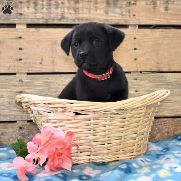Willow, Golden Labrador Puppy