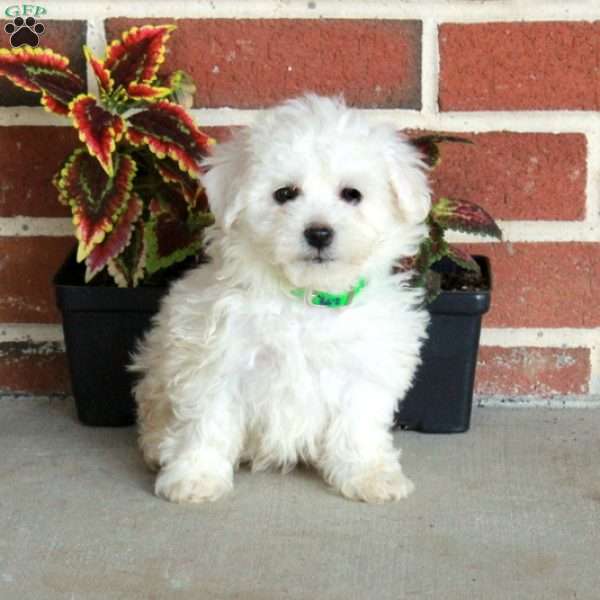 Willow, Bichon Frise Puppy