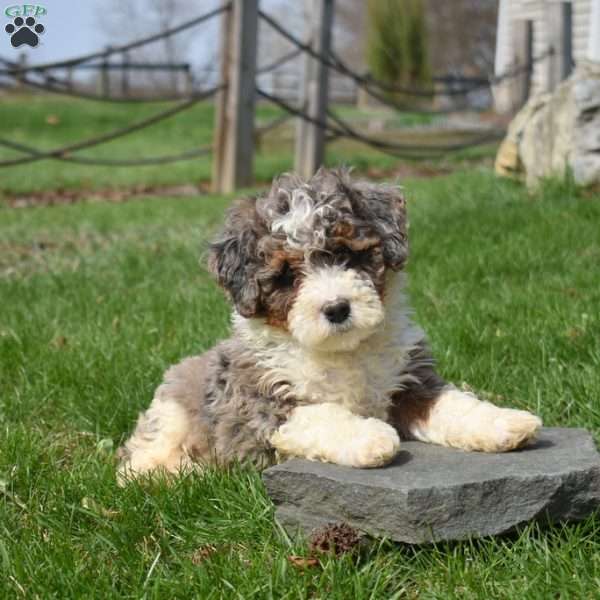 Willow, Mini Bernedoodle Puppy