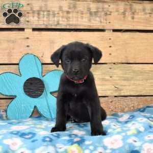 Willow, Golden Labrador Puppy