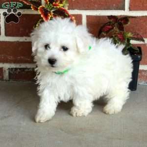 Willow, Bichon Frise Puppy