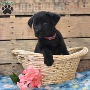 Willow, Golden Labrador Puppy