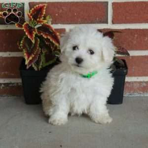 Willow, Bichon Frise Puppy