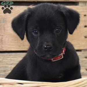 Willow, Golden Labrador Puppy