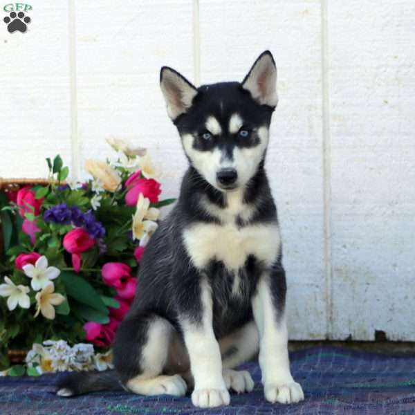 Willow, Siberian Husky Puppy