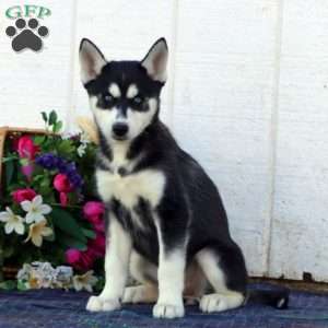 Willow, Siberian Husky Puppy