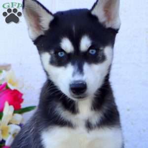 Willow, Siberian Husky Puppy