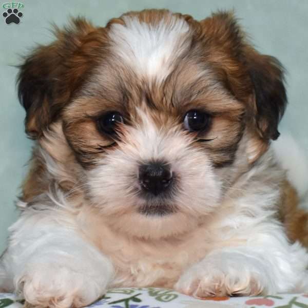 Wilma, Teddy Bear Puppy