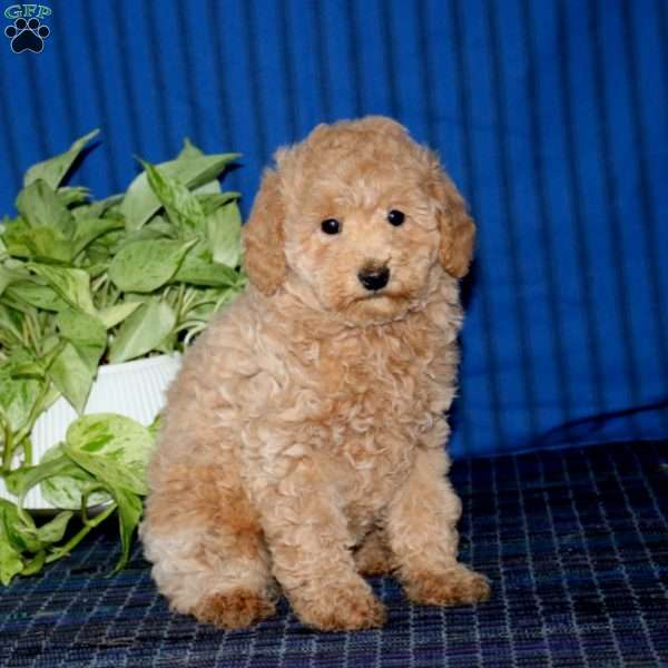 Winner, Miniature Poodle Puppy