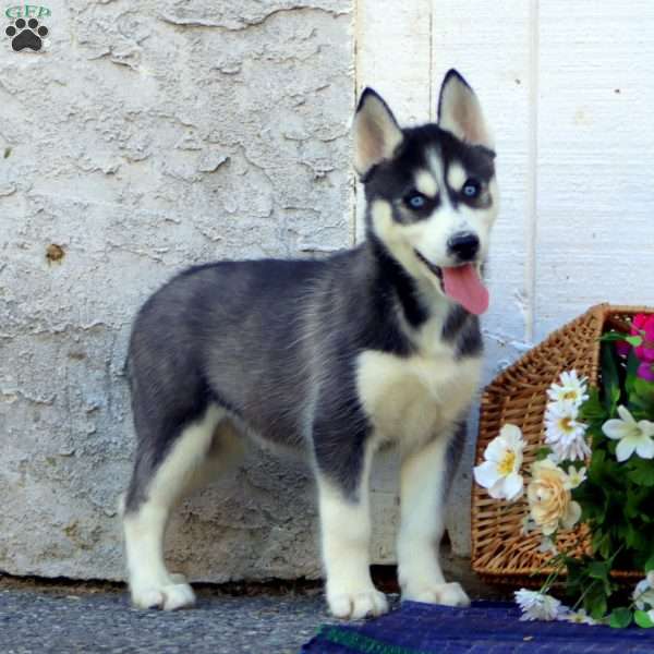 Winner, Siberian Husky Puppy