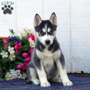 Winner, Siberian Husky Puppy