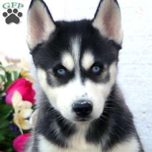 Winner, Siberian Husky Puppy