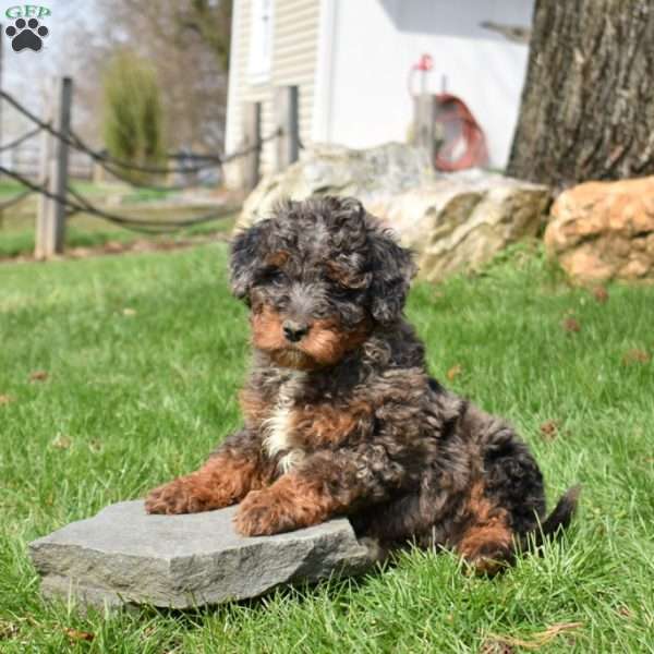 Winnie, Mini Bernedoodle Puppy